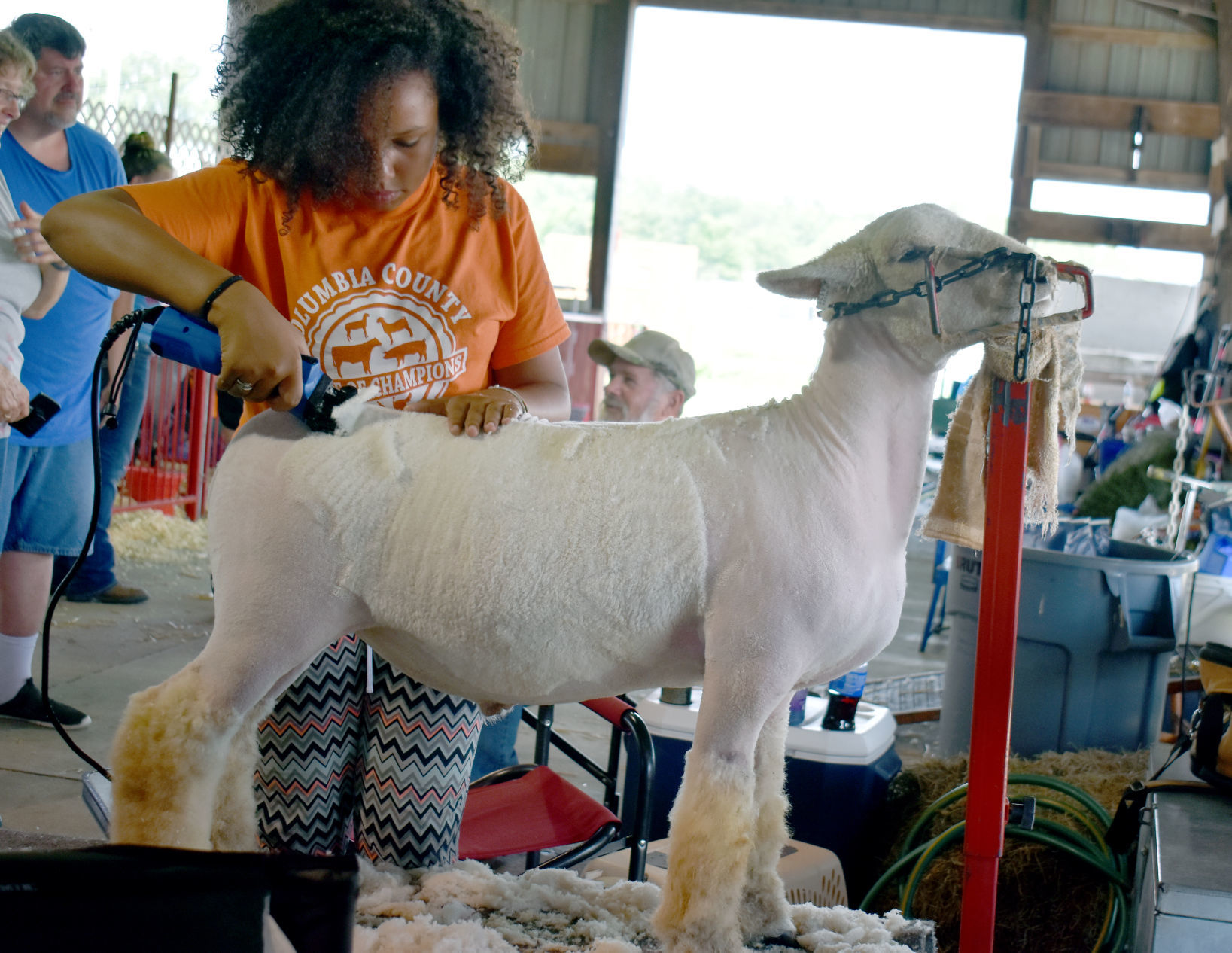 Sheep readied for judges